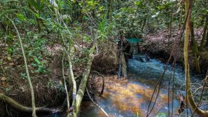 A busca por essas respostas moveu a pesquisadora Márcia Macedo a desenvolver um estudo de longo prazo em dez microbacias do Rio Xingu