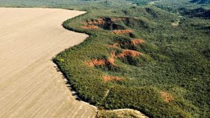 Fonte de 40% da água doce do país, o Cerrado teve um aumento de 19% nos alertas de desmatamento no mês passado, na comparação com fevereiro de 2023.
