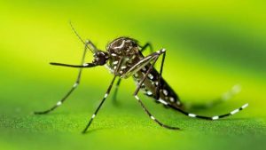 O Ministério da Saúde anunciou o Dia D contra a dengue, que ocorrerá no próximo sábado (2). As medidas buscam reforçar a vigilância de todos os habitantes contra o mosquito Aedes aegypti. que transmite, além da dengue, outras arboviroses, como Chikungunya e Zika.
