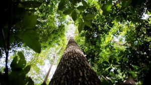 De acordo com SFB, a meta para concessões de florestas públicas federais, até 2026, é de 4 milhões de hectares