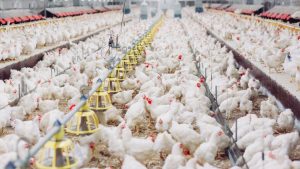 Brasil exportou 5 milhões de toneladas de frango em 2023 e assume liderança do setor