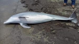 A NOAA dos EUA está oferecendo uma recompensa por informações que levem à identificação do responsável pelo ataque a um golfinho