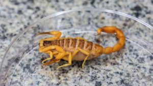 Entre janeiro e fevereiro deste ano, foram registrados 163 acidentes com picadas de escorpiões em Campo Grande.
