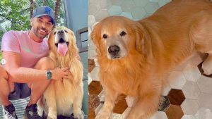 Um cachorro de cinco anos, da raça Golden Retriever chamado Joca, morreu durante transporte aéreo realizado pela Gollog.