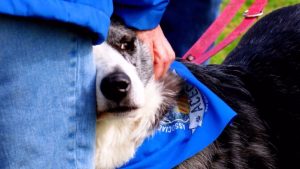 Hospital espanhol recruta cães de terapia para ajudar pacientes da UTI