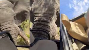 Em vídeo divulgado pode-se escutar que um dos integrantes do grupo alerta que o elefante estaria sem aproximando rapidamente.