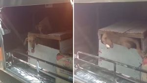 Seis cachorros são resgatados dentro de caixas em bagageiro de ônibus