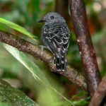 Mudanças climáticas do passado impactaram genética de ave na Amazônia