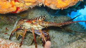 Duas espécies de lagosta que vivem na costa brasileira tiveram limite máximo para a captura definido para a temporada de 2024.