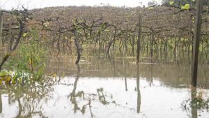 Produtores do RS lançaram campanhas para incentivar a compra de vinho gaúcho, visando apoiar e ajudar regiões afetadas pelas enchentes