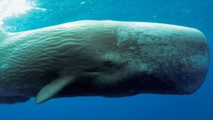 As "conversas" que as baleias tem são uma forma de comunicação sonora, utilizada por estes mamíferos para distinguir seu grupo dos demais.