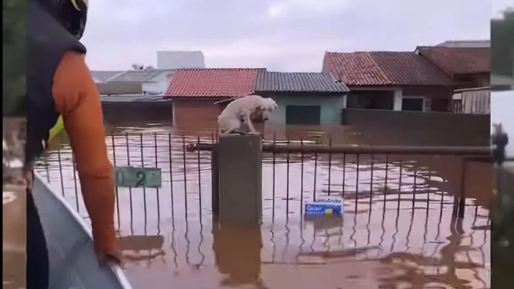 RS firma acordo com ONG para assistência a animais resgatados