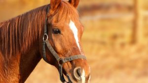 Os animais, que estão em abrigos, podem ser identificados e retirados até esta terça-feira (16); Se não o fizerem, os cavalos serão adotados.