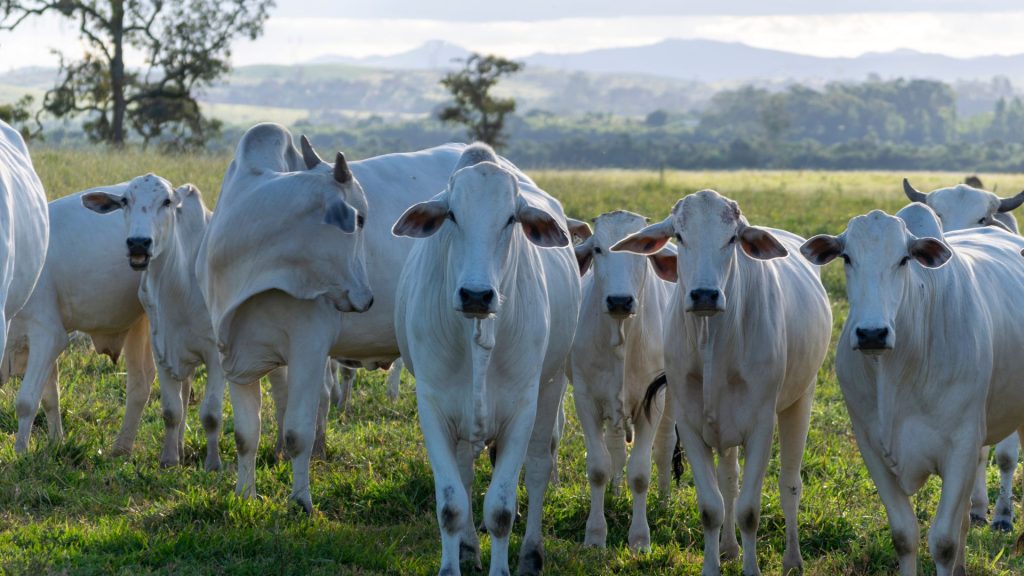 A implementação do chip em Rio Maria é apenas o começo de uma transformação mais ampla, que visa garantir uma produção de carne eficiente