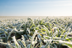 Alerta de geada no Vale do Paraíba: Temperaturas podem chegar aos 3 °C