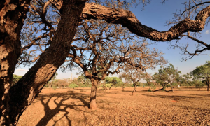 Situação climática atual do Brasil: Seca intensa e menor incidência de chuvas