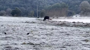 Primeira onda de frio intenso de 2024: Temperaturas baixas, ressacas e neve no Sul!