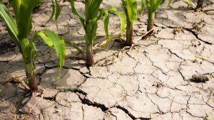 Calor extremo e falta de chuvas arruínam safra de verão no Rio Grande do Sul