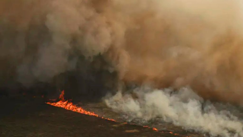 Pantanal: área alagada diminui 61% em 35 anos, aponta MapBiomas