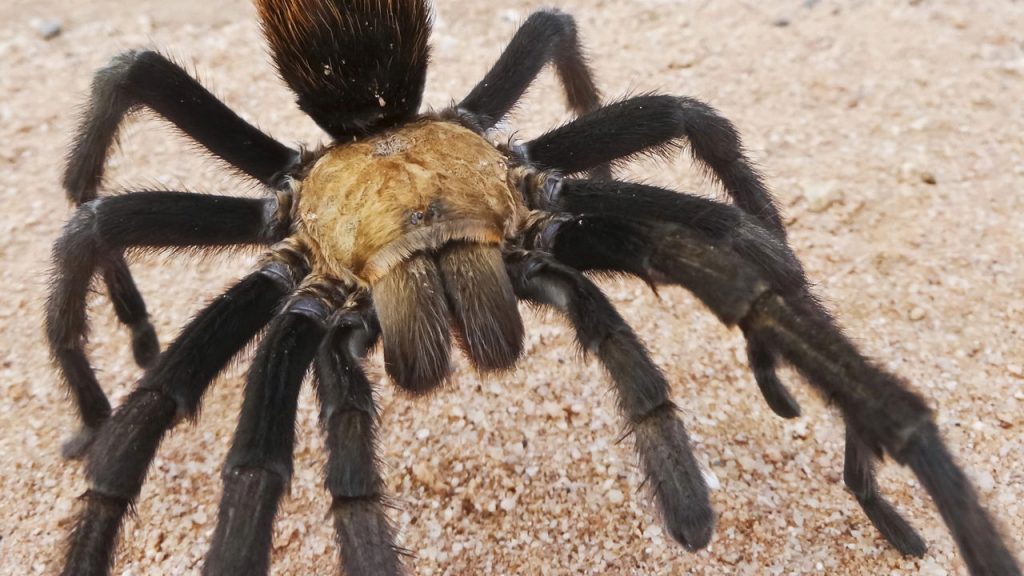 por-que-o-comercio-ilegal-de-tarantulas