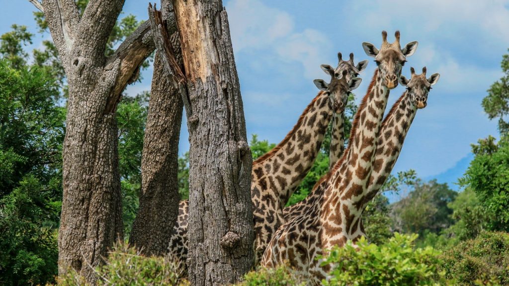 Curiosidades fascinantes sobre as girafas que você (provavelmente) não sabia