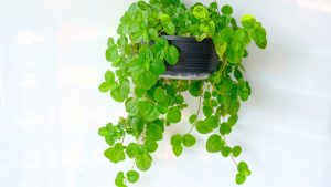 A planta que atrai prosperidade e transforma qualquer cantinho da casa