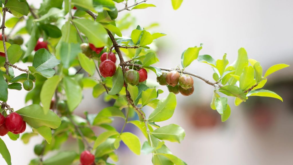Plante acerola e colha frutos em casa com essas dicas essenciais