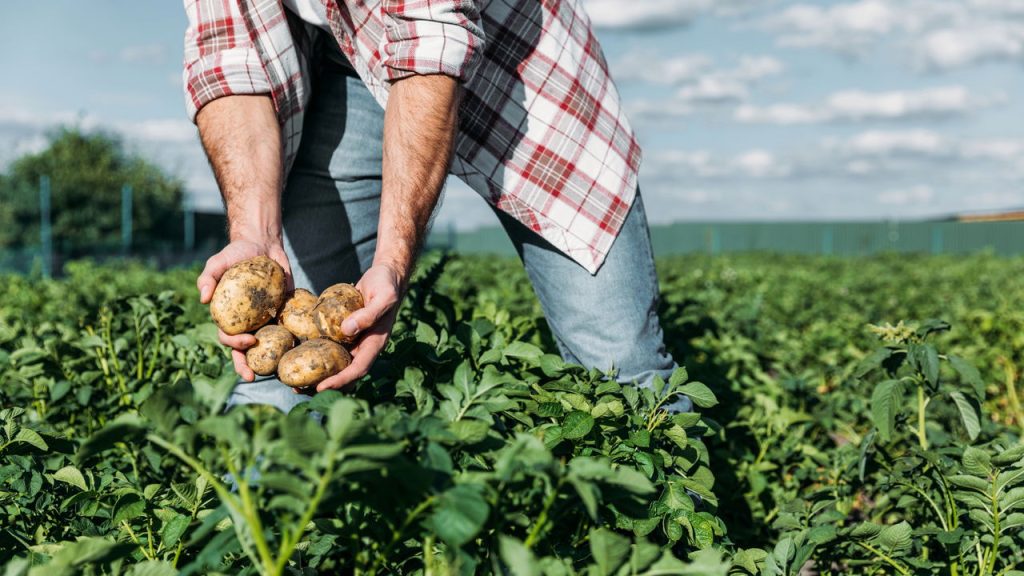 Cidades que são verdadeiras gigantes do agronegócio brasileiro