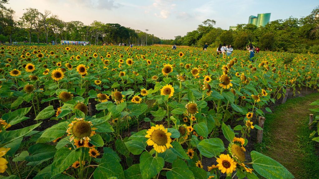 Girassol precisa de quanto sol por dia? Veja como cultivá-lo corretamente