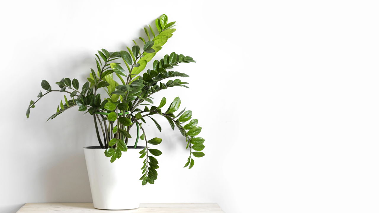 A planta que atrai fortuna e você ainda não tem em casa!
