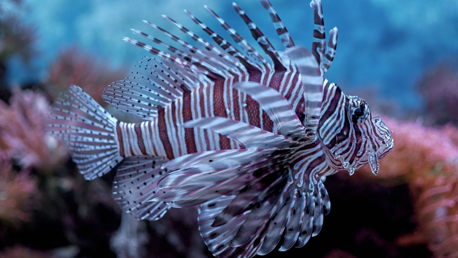 O peixe-leão, uma espécie invasora originária dos oceanos Índico e Pacífico, tem se tornado uma preocupação crescente no litoral brasileiro