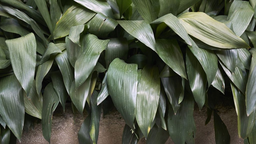 A planta mais resistente do mundo pode estar na sua casa sem você saber