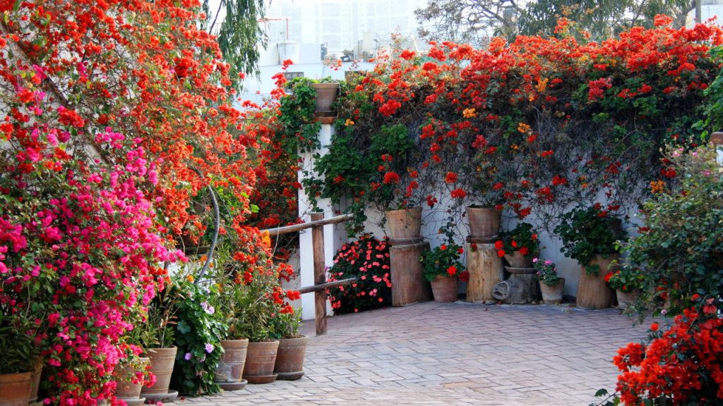 O segredo para uma Bougainvillea mais cheia e colorida