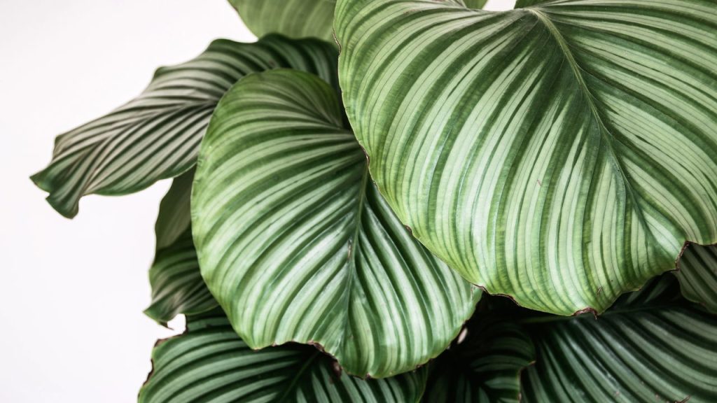 A planta que "dorme" à noite e transforma qualquer ambiente