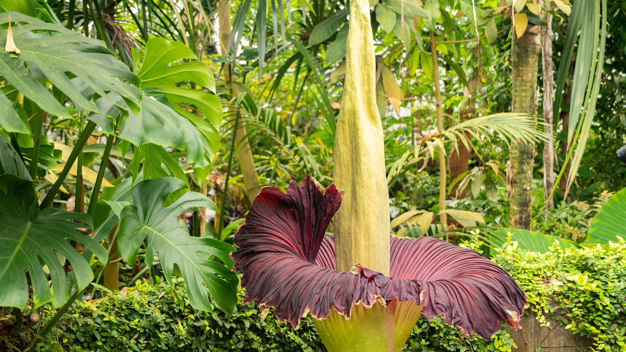 Essa é a flor mais fedida do mundo mas o motivo é surpreendente