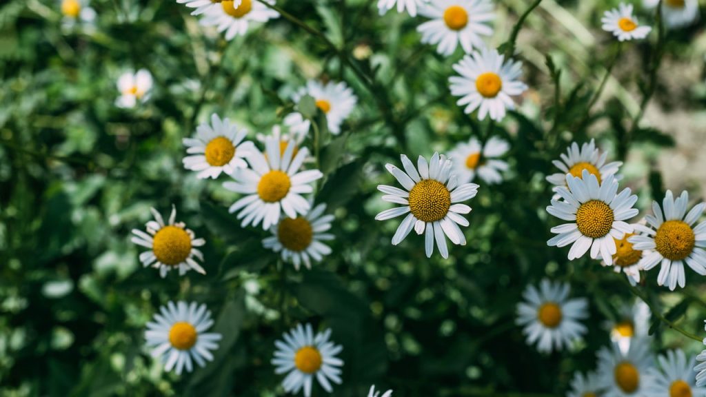 Como uma flor simples pode ser sua melhor aliada para o relaxamento!