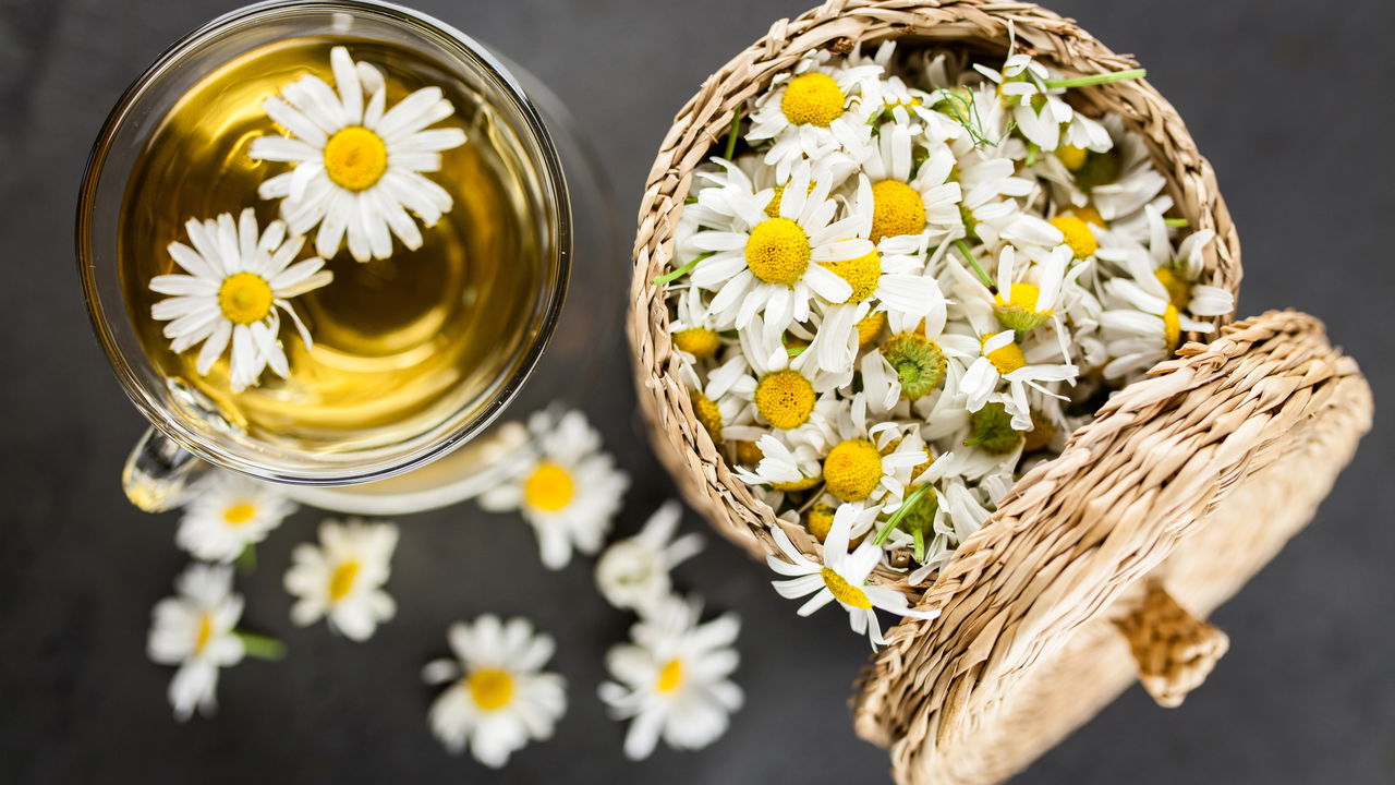Como uma flor simples pode ser sua melhor aliada para o relaxamento!