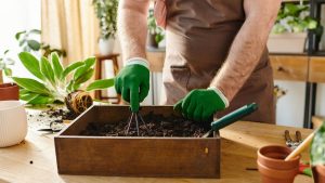 A luz fraca que você tem em casa pode sustentar uma horta