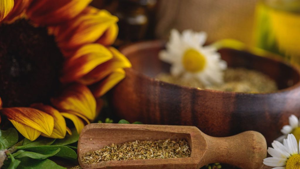 O segredo para cultivar girassóis saudáveis e vibrantes