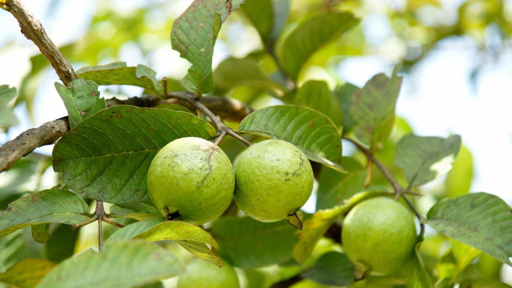Quer plantar goiaba em casa? Saiba o jeito certo de cultivar essa fruta