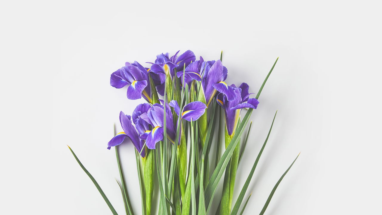 Essa flor exótica pode transformar seu jardim veja como cultivá-la