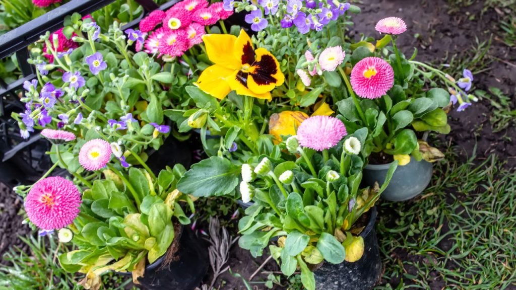 Flores para você plantar neste mês de abril e ter um verão florido