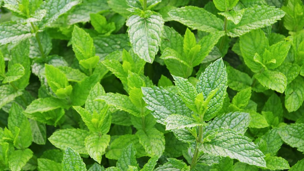 Essa planta pode melhorar sua digestão e aliviar o estresse!