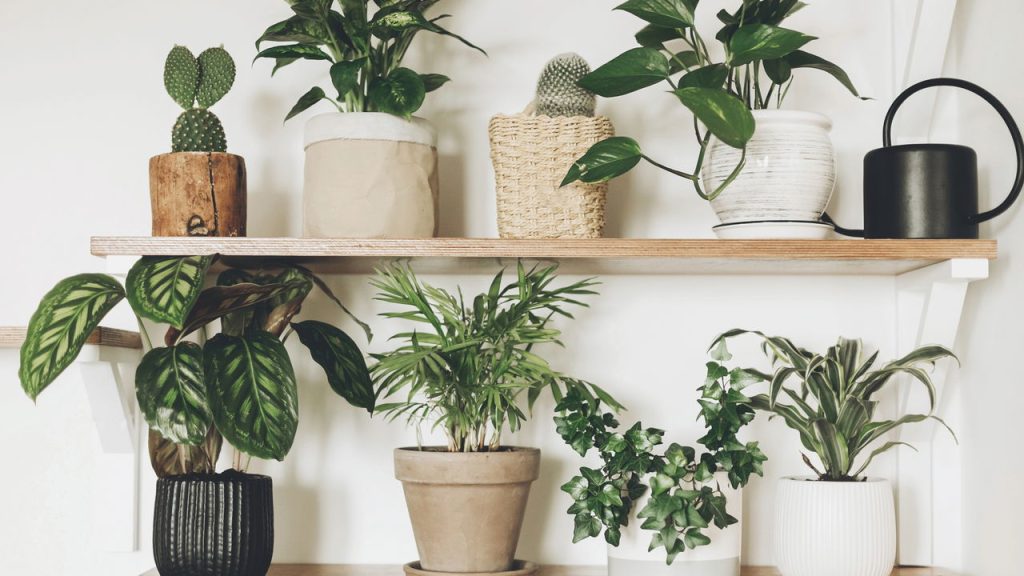 Como transformar a sua sala de estar com plantas