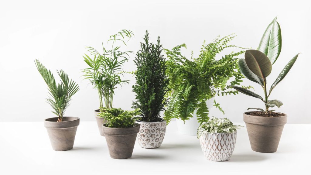 Essas plantas no quarto podem transformar seu sono e purificar o ar