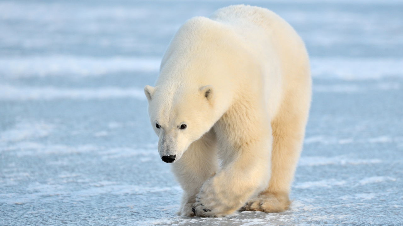 O aquecimento global pode causar acabar com os ursos polares da Baía de Hudson