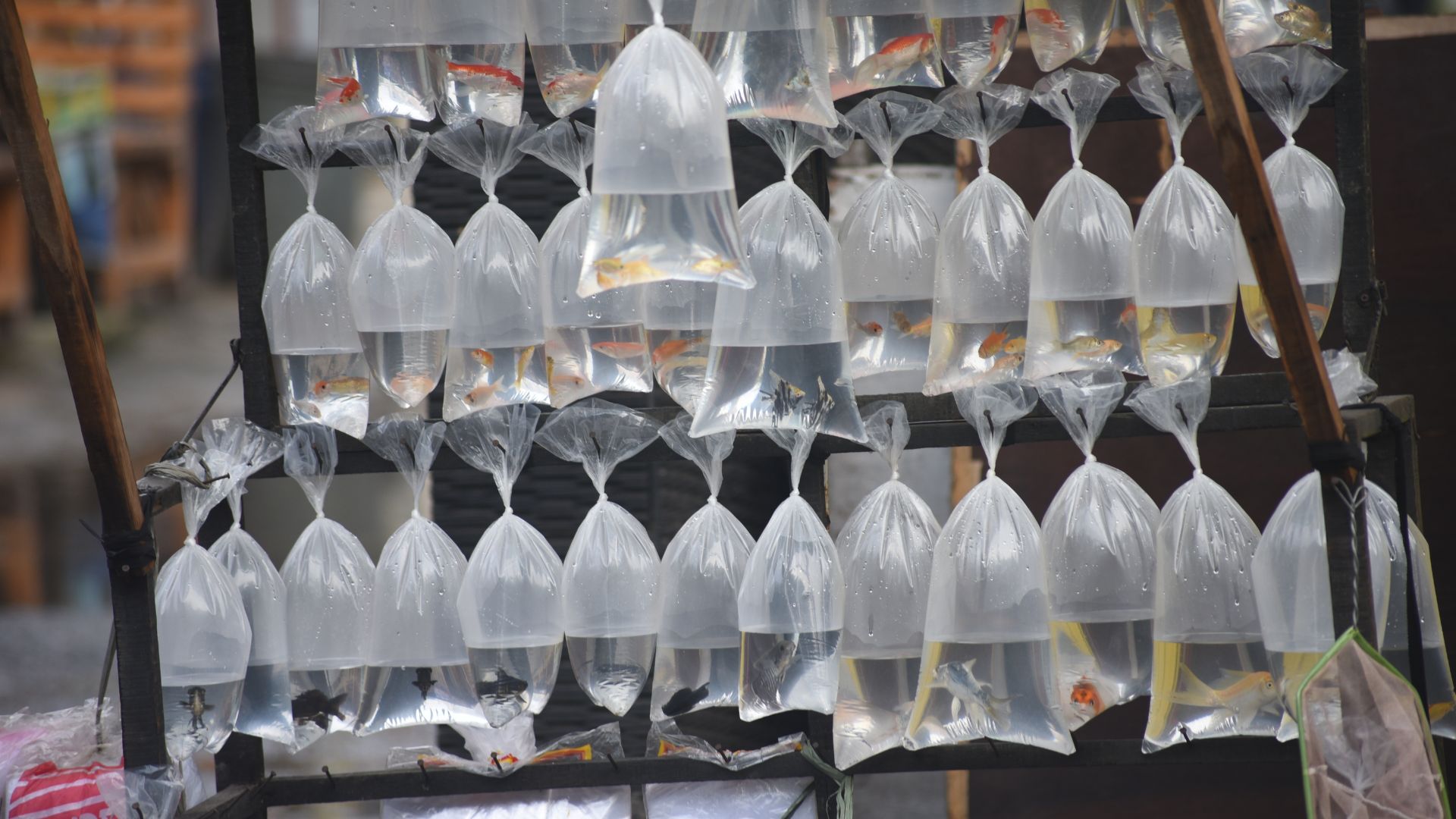 Além dos peixes transgênicos, a operação Quimera Ornamental identificou o comércio ilegal de outras espécies sem a devida autorização