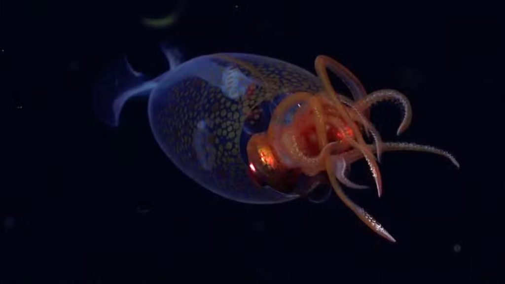 A lula-colossal, conhecida cientificamente como Mesonychoteuthis hamiltoni, é o invertebrado mais pesado do planeta