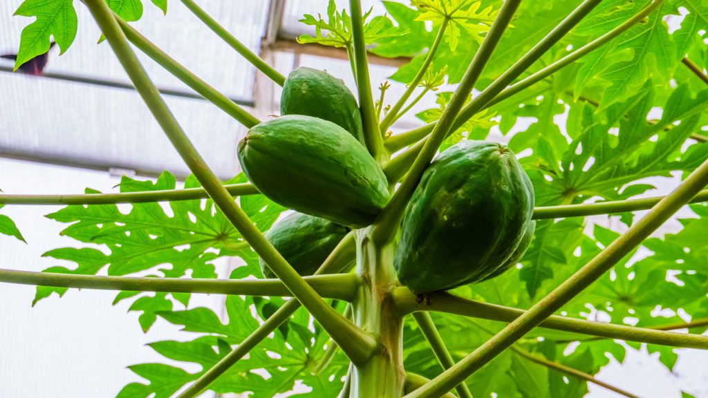 A fruta mais fácil de plantar que pode render colheita o ano inteiro