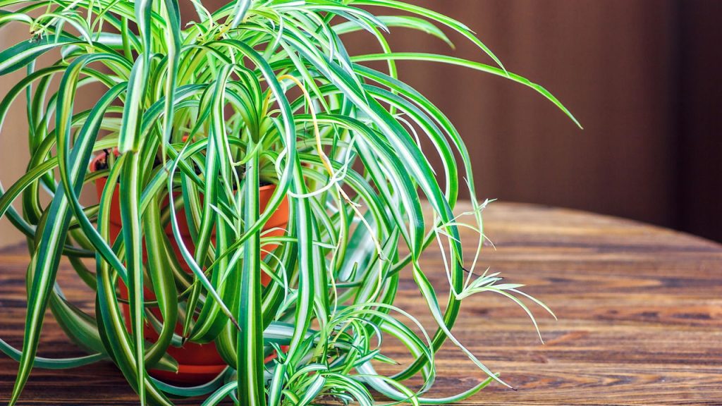 Essa planta pode transformar o ar da casa e quase ninguém sabe